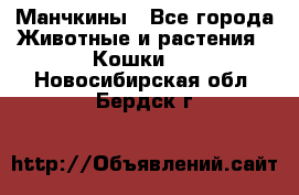 Манчкины - Все города Животные и растения » Кошки   . Новосибирская обл.,Бердск г.